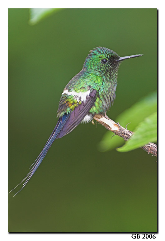 GREEN THORNTAIL